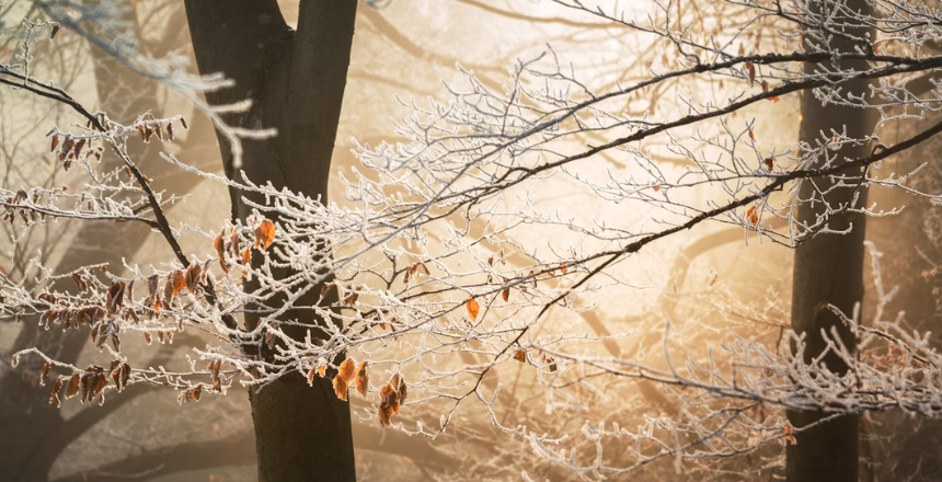 natureza no inverno
